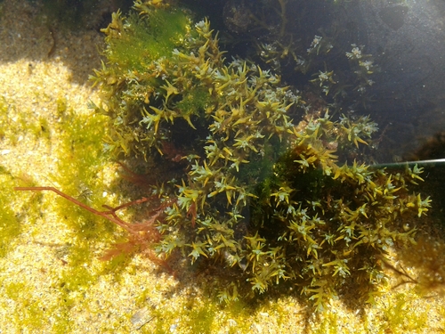 Cystoseira tamariscifolia (Rainbow bladderweed) — photo