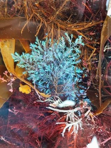 Cystoseira tamariscifolia