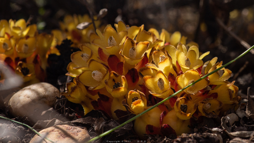 Cytinus hypocistis — photo