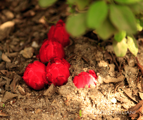 Cytinus ruber — photo