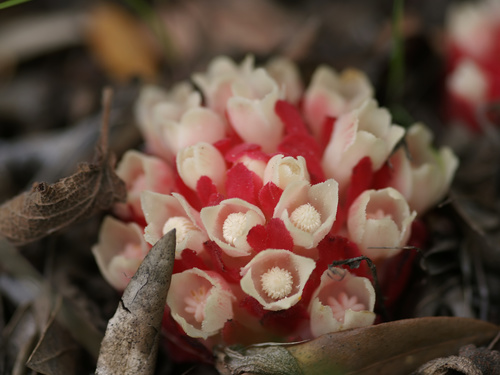 Cytinus ruber