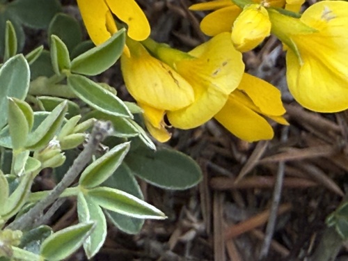 Cytisus decumbens — photo