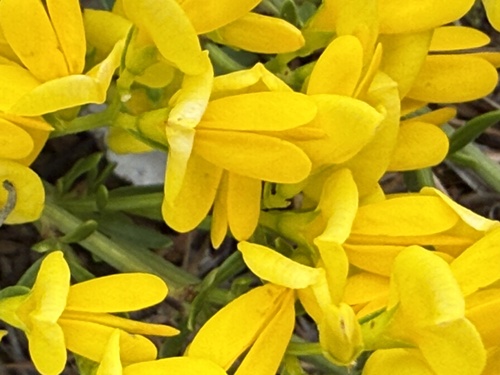 Cytisus decumbens — photo