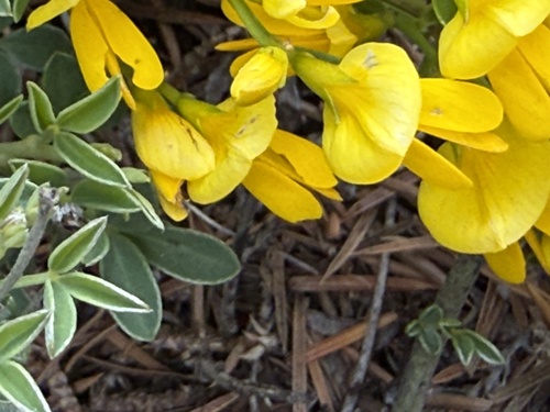 Cytisus decumbens