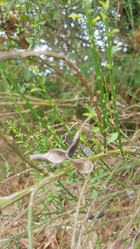 Cytisus scoparius (Broom) — photo