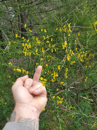 Cytisus scoparius (Broom) — photo
