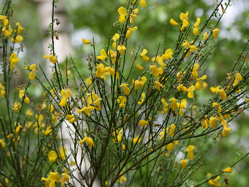 Cytisus scoparius