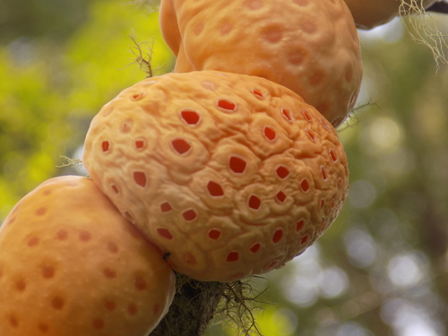 Cyttaria berteroi (Pinatra) — photo