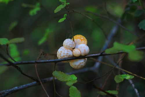 Cyttaria espinosae