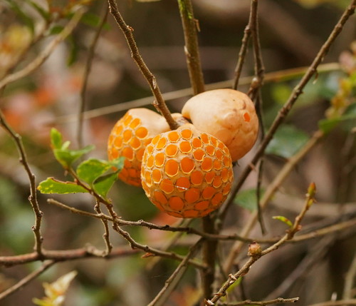 Cyttaria gunnii (Beech Fungus) — photo