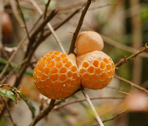 Cyttaria gunnii (Beech Fungus) — photo