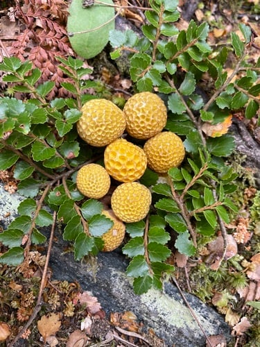 Cyttariaceae