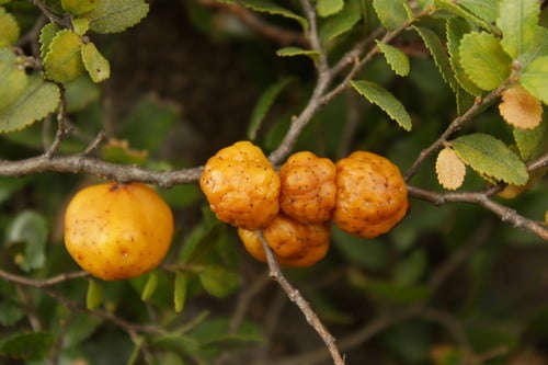 Cyttaria johowii