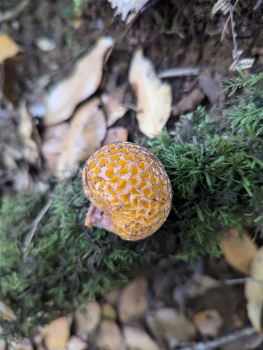 Cyttaria septentrionalis (Beech Fungus) — photo
