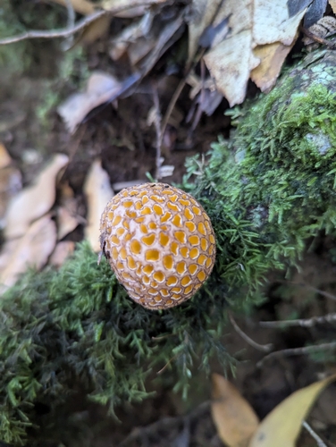 Cyttaria septentrionalis (Beech Fungus) — photo