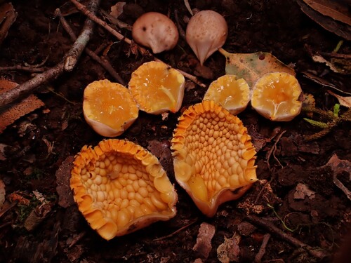 Cyttaria septentrionalis