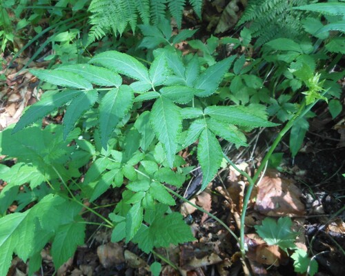 Czernaevia laevigata var. laevigata (Lie ye qin) — photo