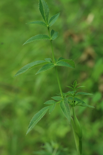 Czernaevia laevigata var. laevigata (Lie ye qin) — photo