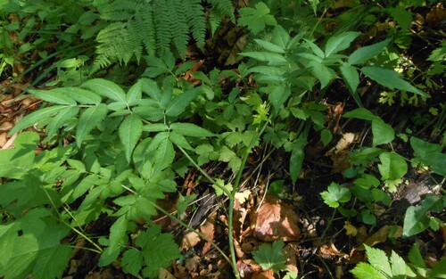 Czernaevia laevigata var. laevigata