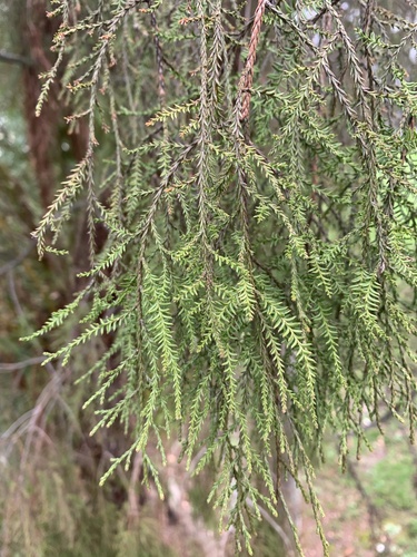 Dacrycarpus dacrydioides (New Zealand white pine) — photo