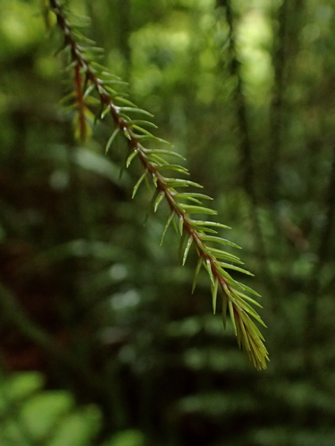 Dacrydium cupressinum (Rimu) — photo