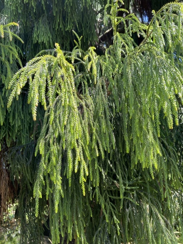 Dacrydium cupressinum