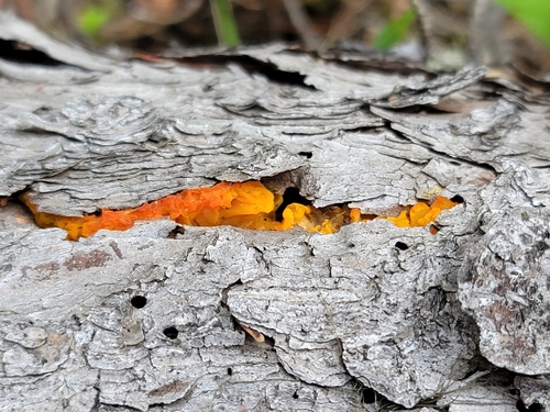 Dacrymyces palmatus (Witch's butter) — photo