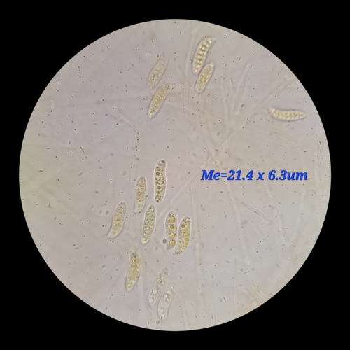 Dacrymyces palmatus (Witch's butter) — photo