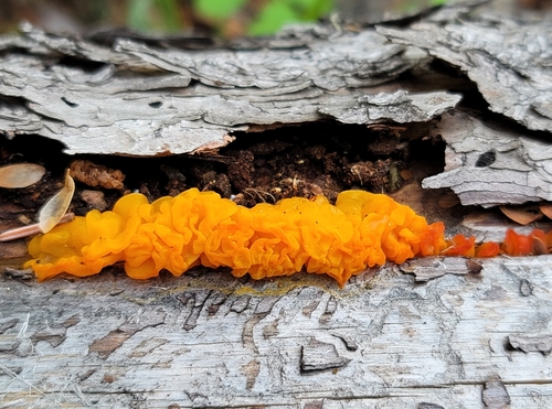 Dacrymyces palmatus