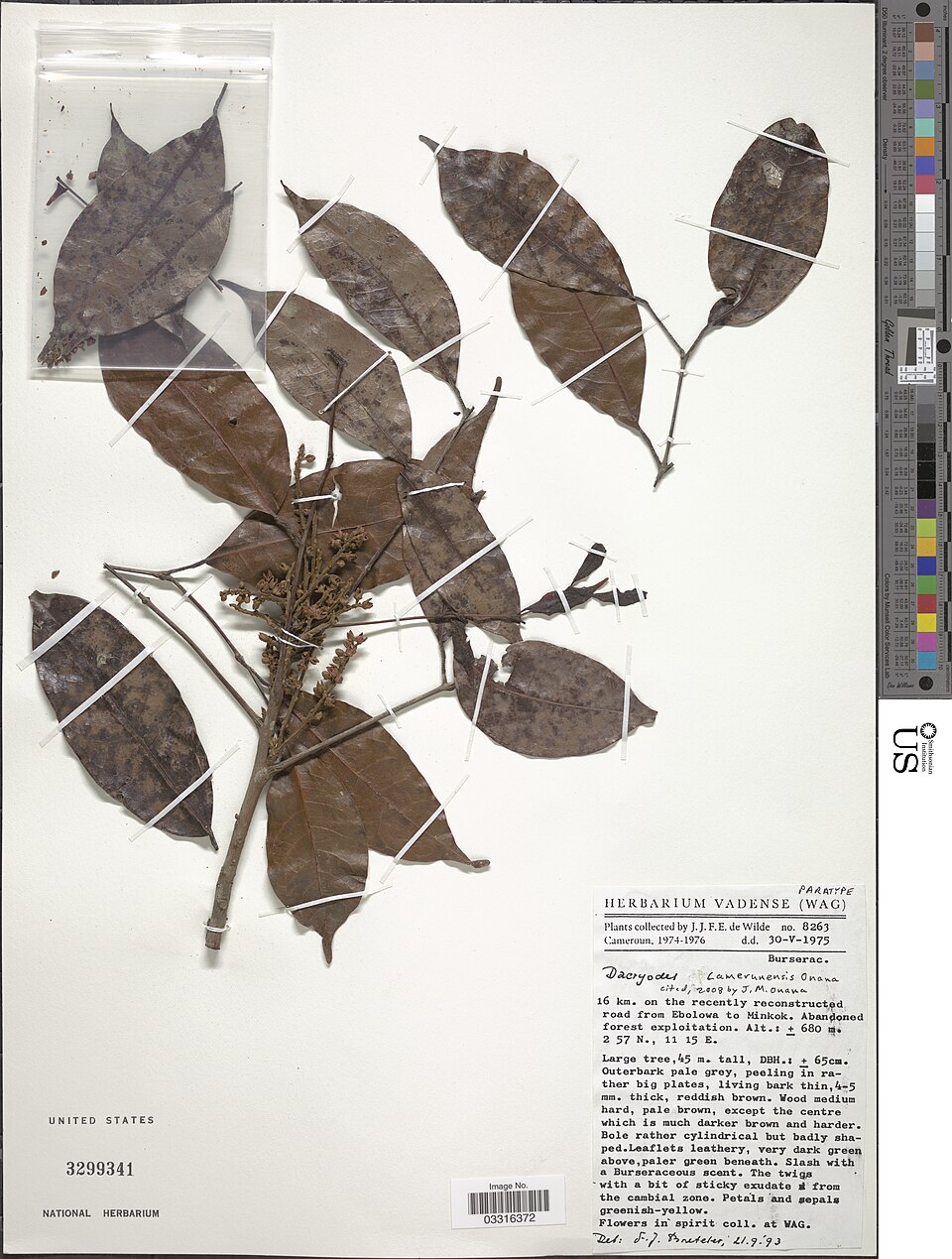 Dacryodes camerunensis