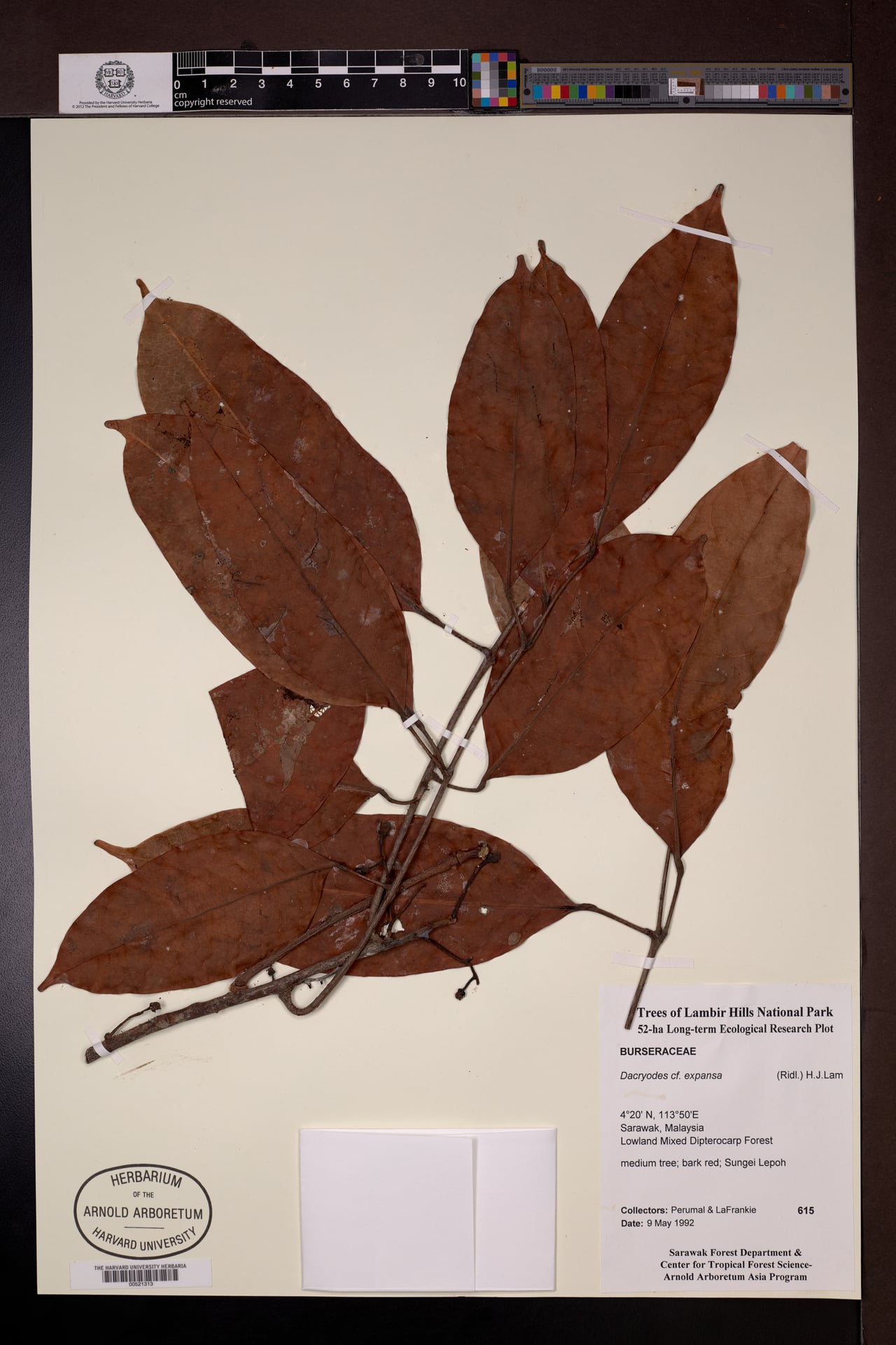 Dacryodes expansa (Sabal) — photo