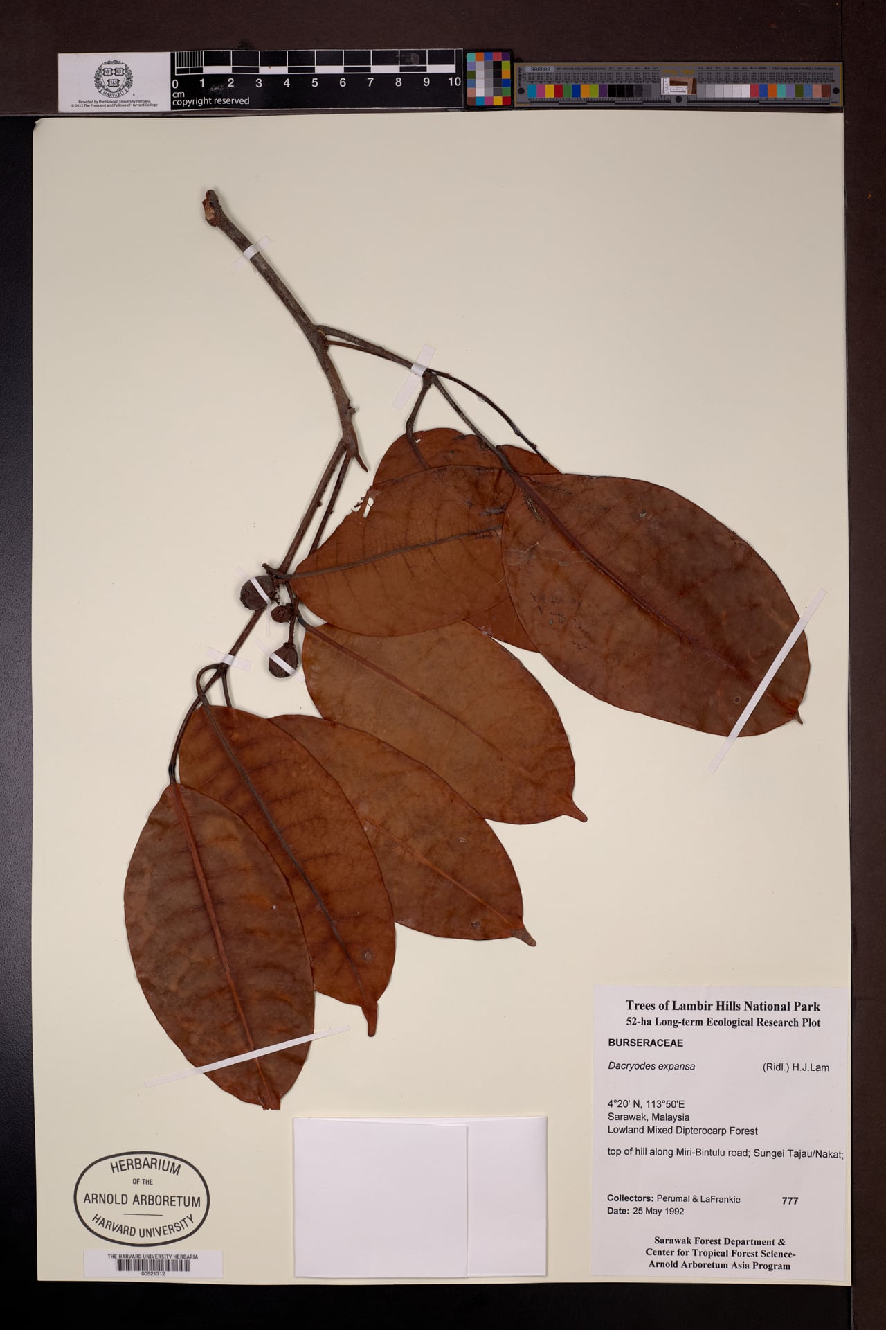 Dacryodes expansa (Sabal) — photo