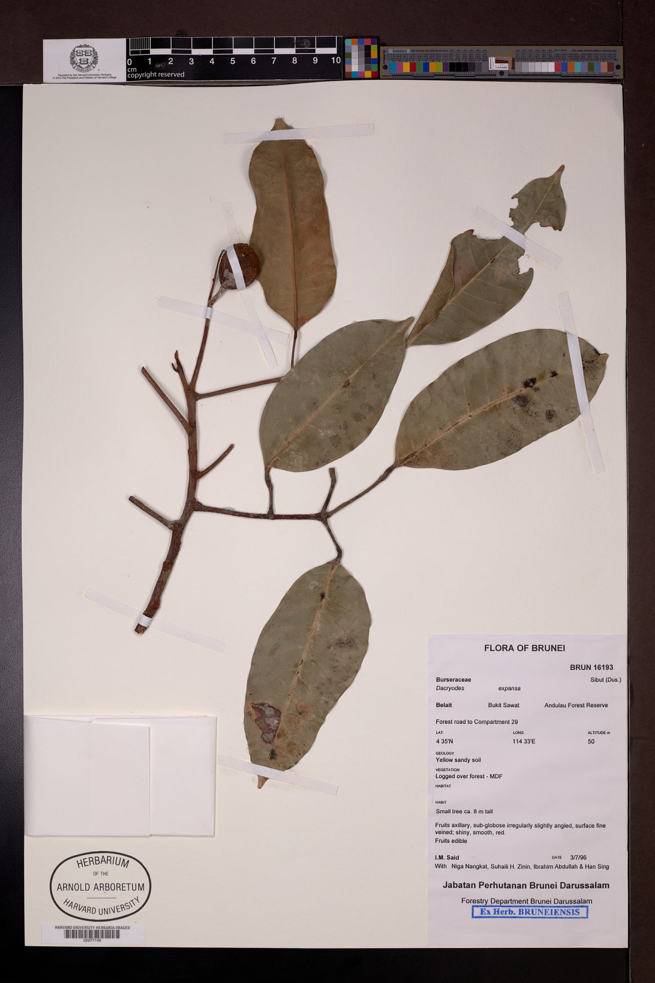 Dacryodes expansa (Sabal) — photo