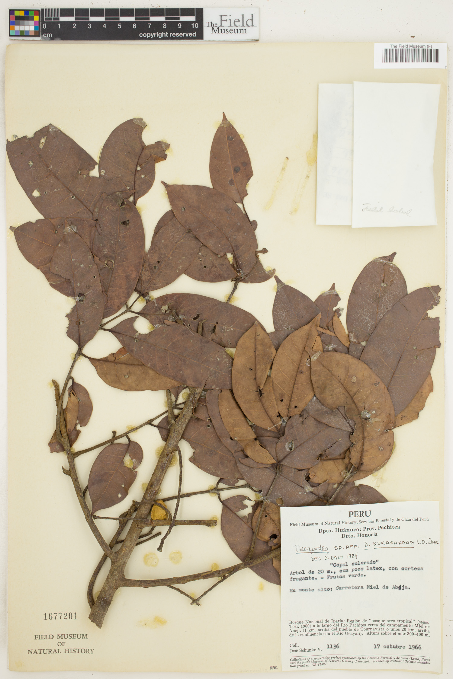 Dacryodes kukachkana — photo