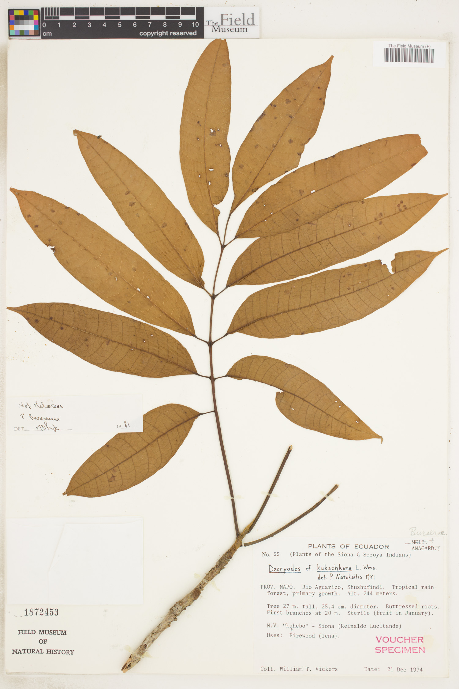 Dacryodes kukachkana — photo