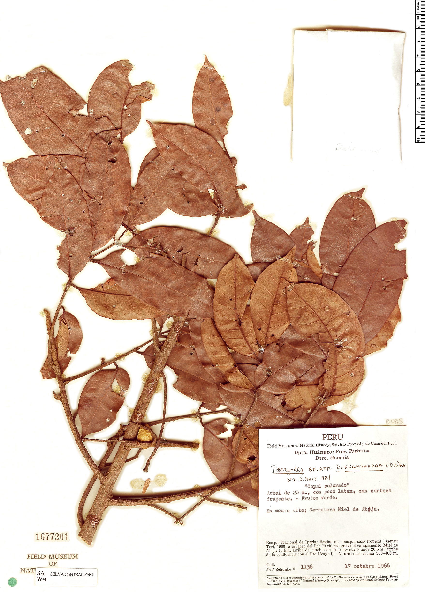Dacryodes kukachkana