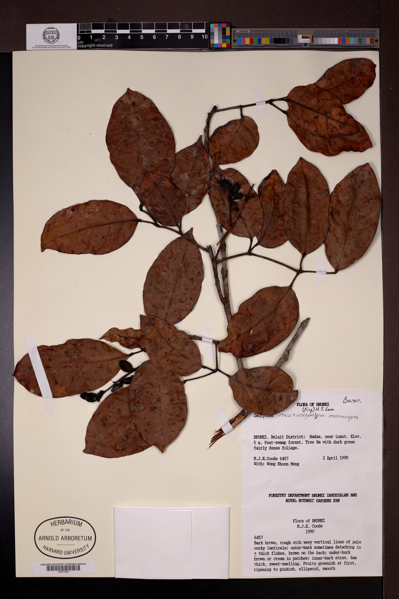 Dacryodes macrocarpa — photo
