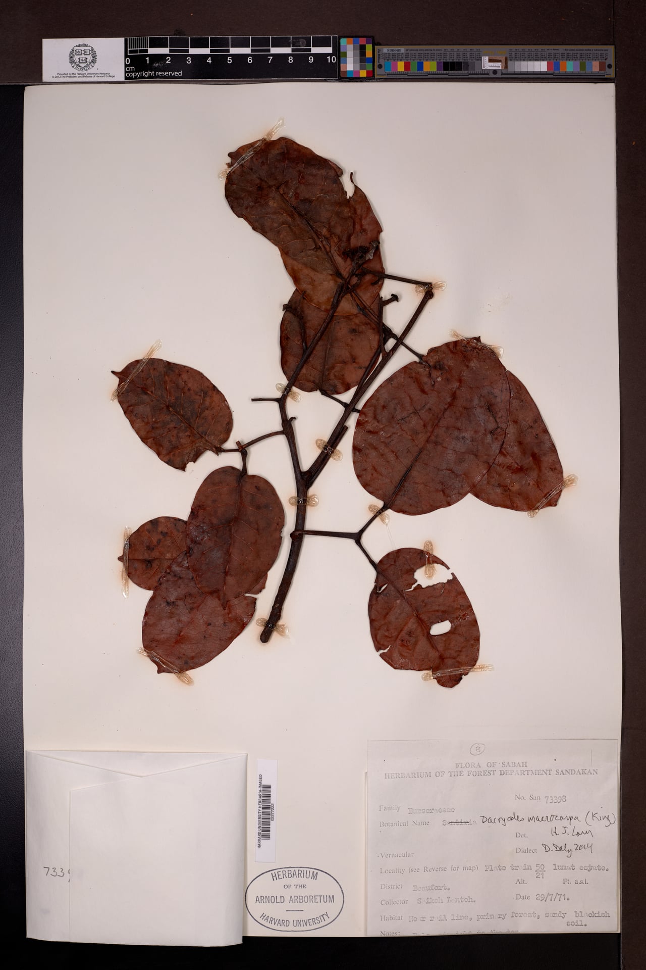 Dacryodes macrocarpa — photo