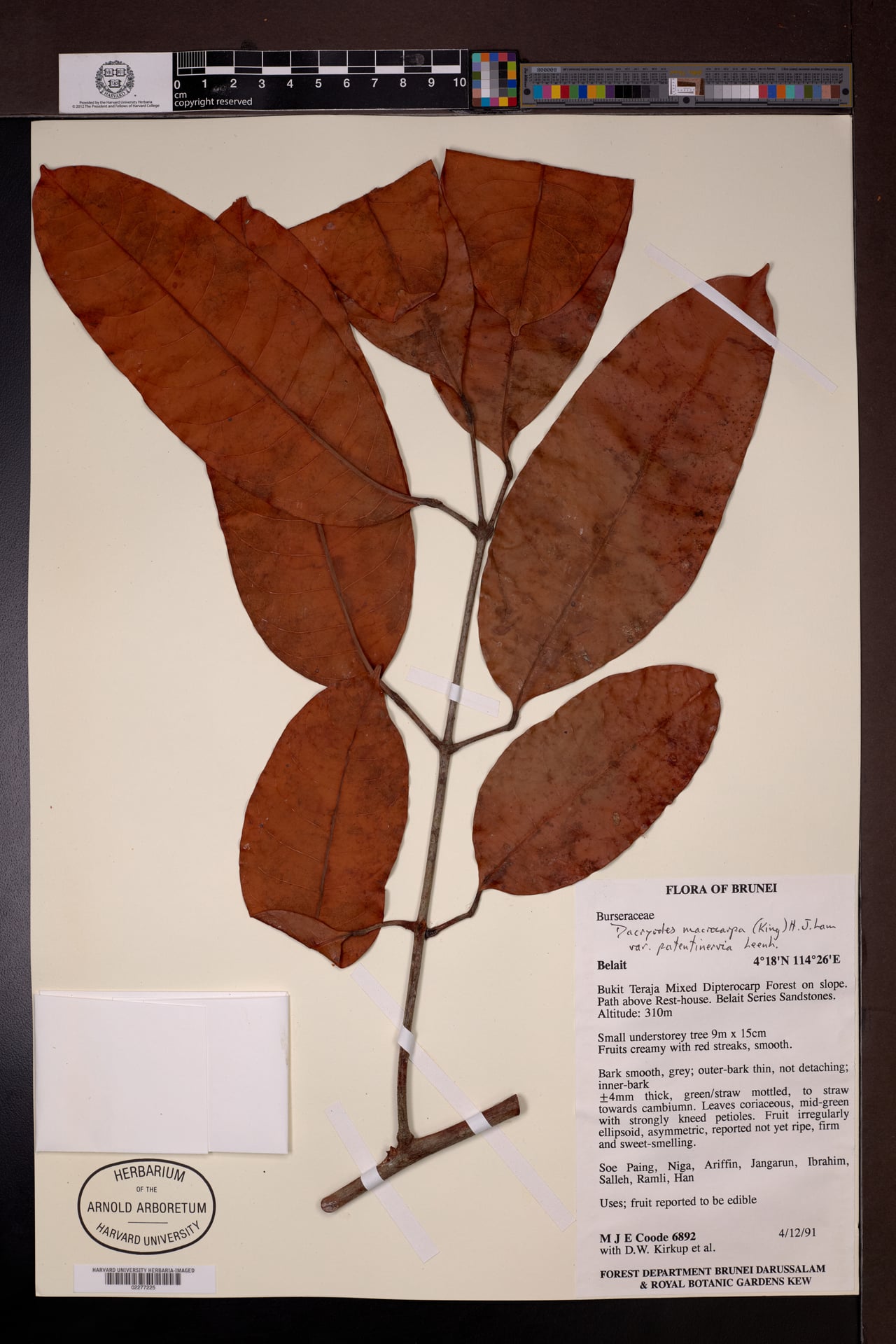 Dacryodes macrocarpa