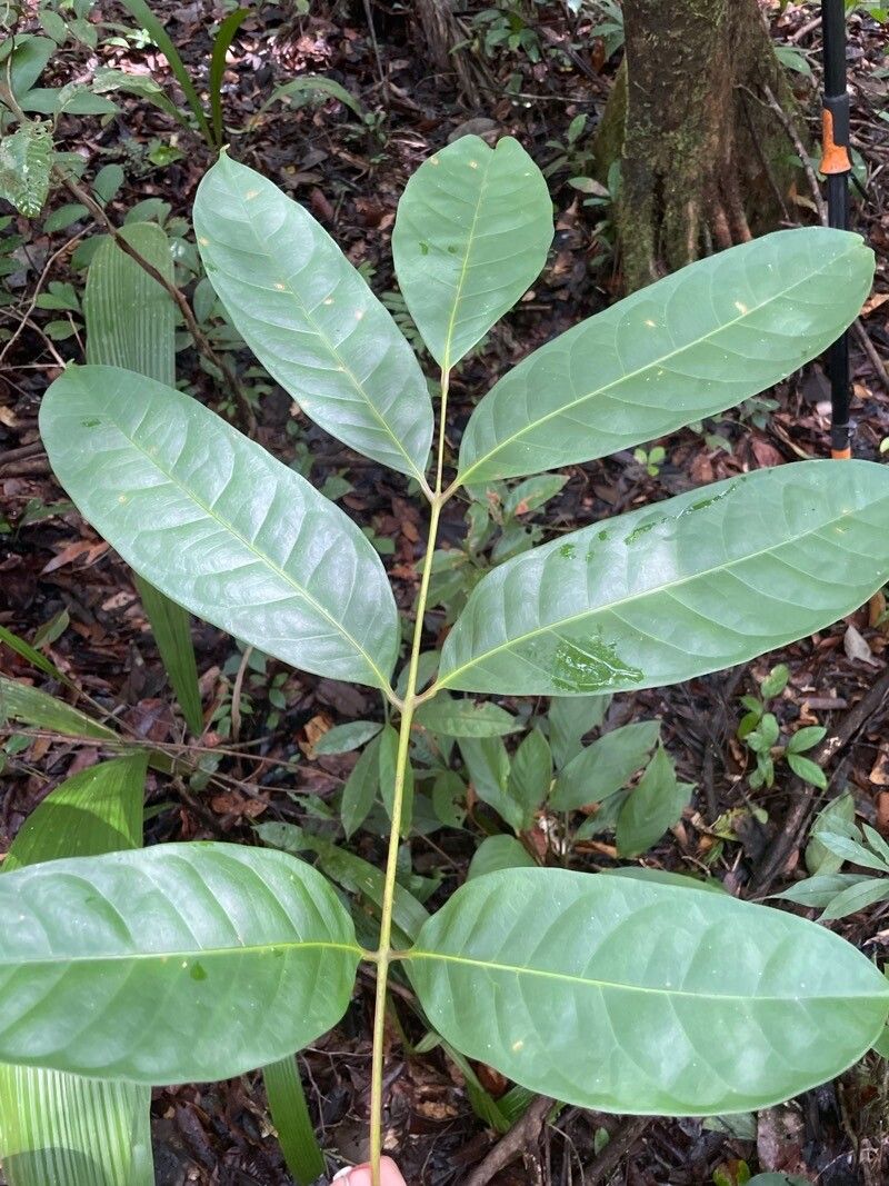 Dacryodes nitens
