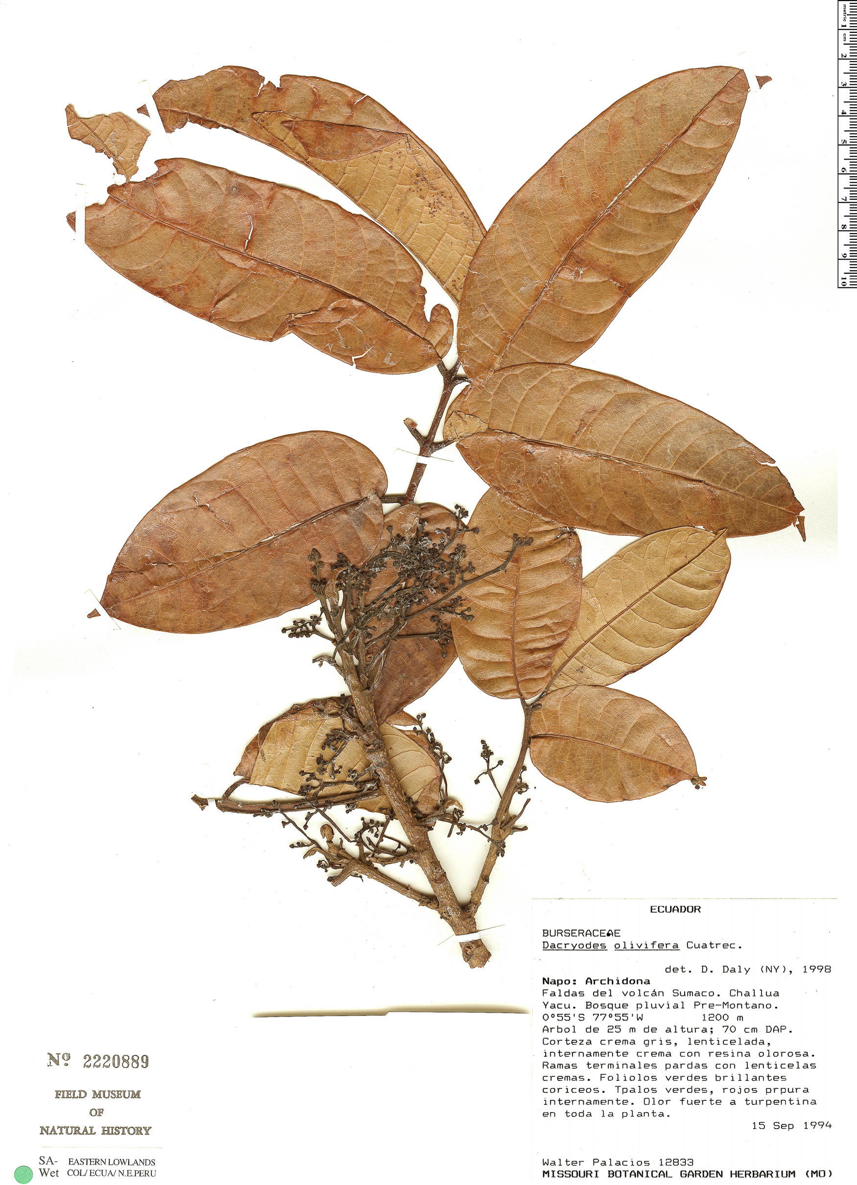 Dacryodes olivifera (Olive-bearing dacryodes) — photo