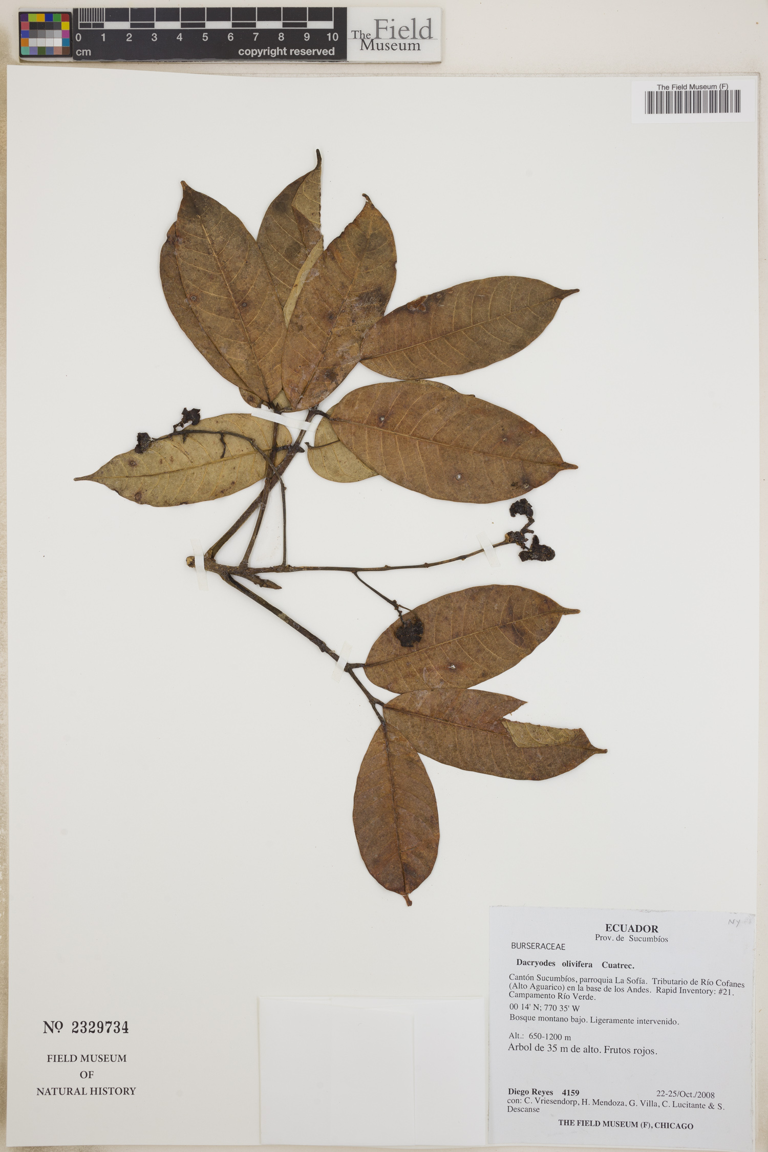 Dacryodes olivifera