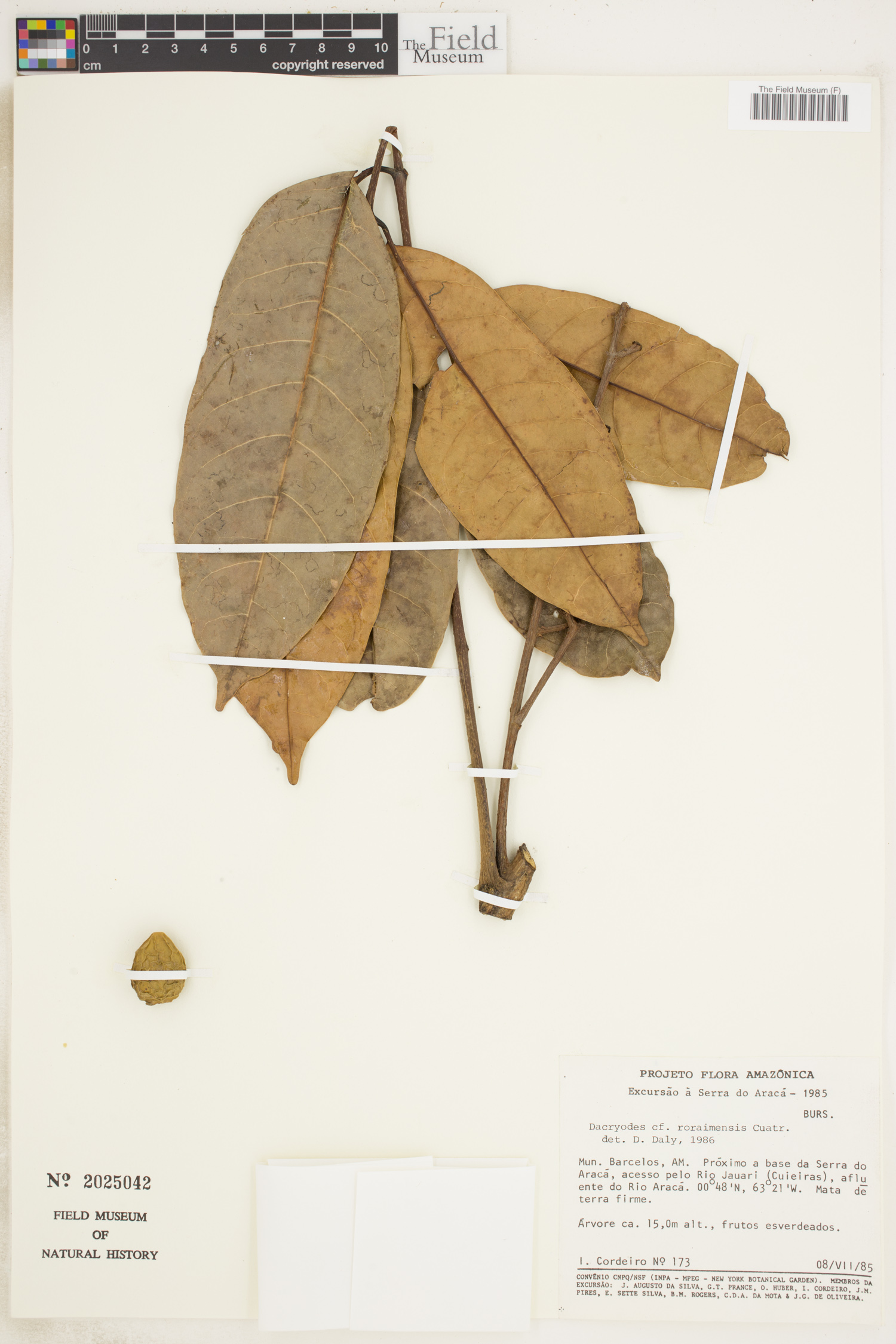 Dacryodes roraimensis