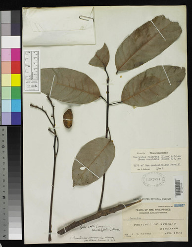Dacryodes rostrata