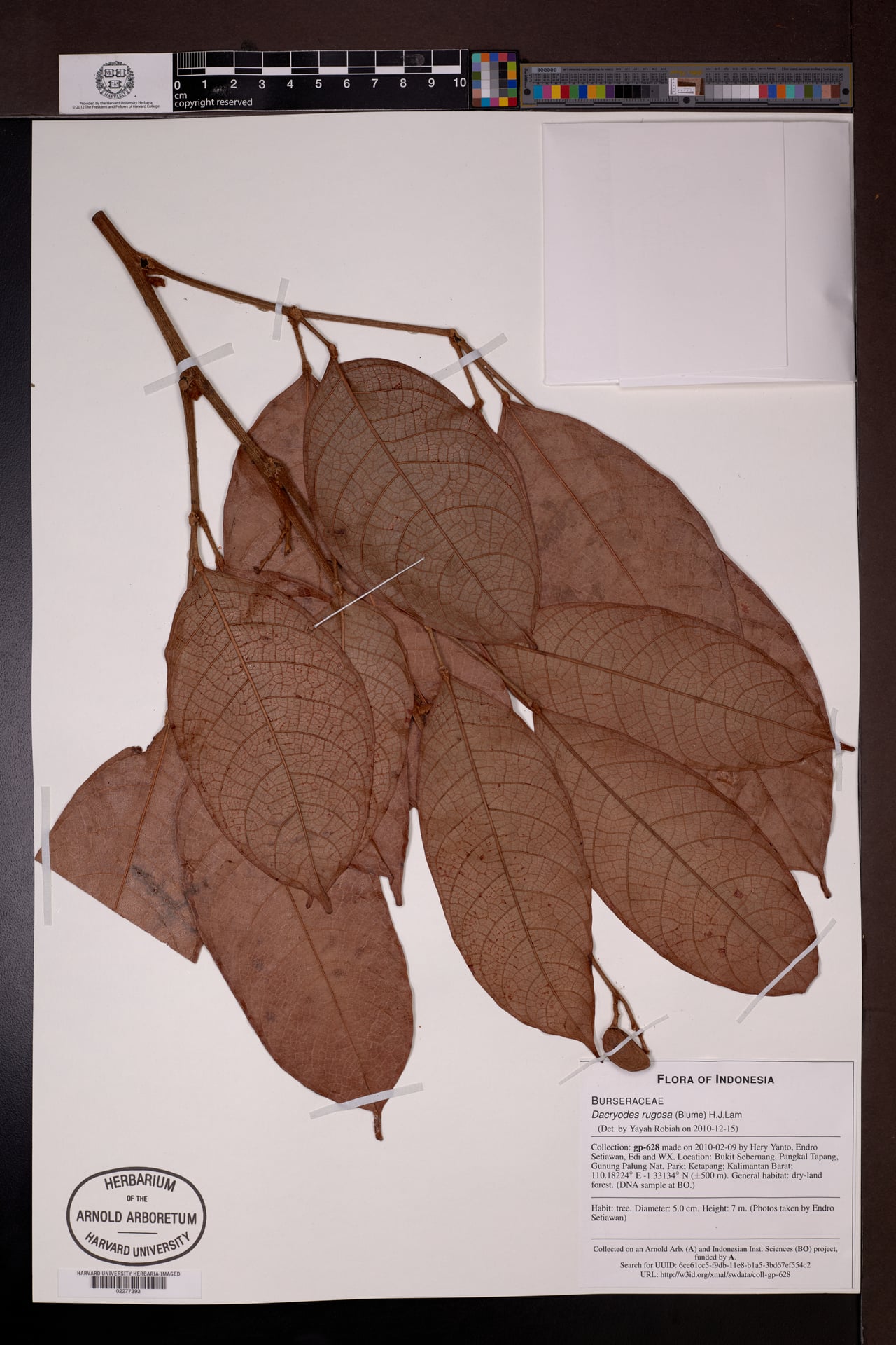 Dacryodes rugosa