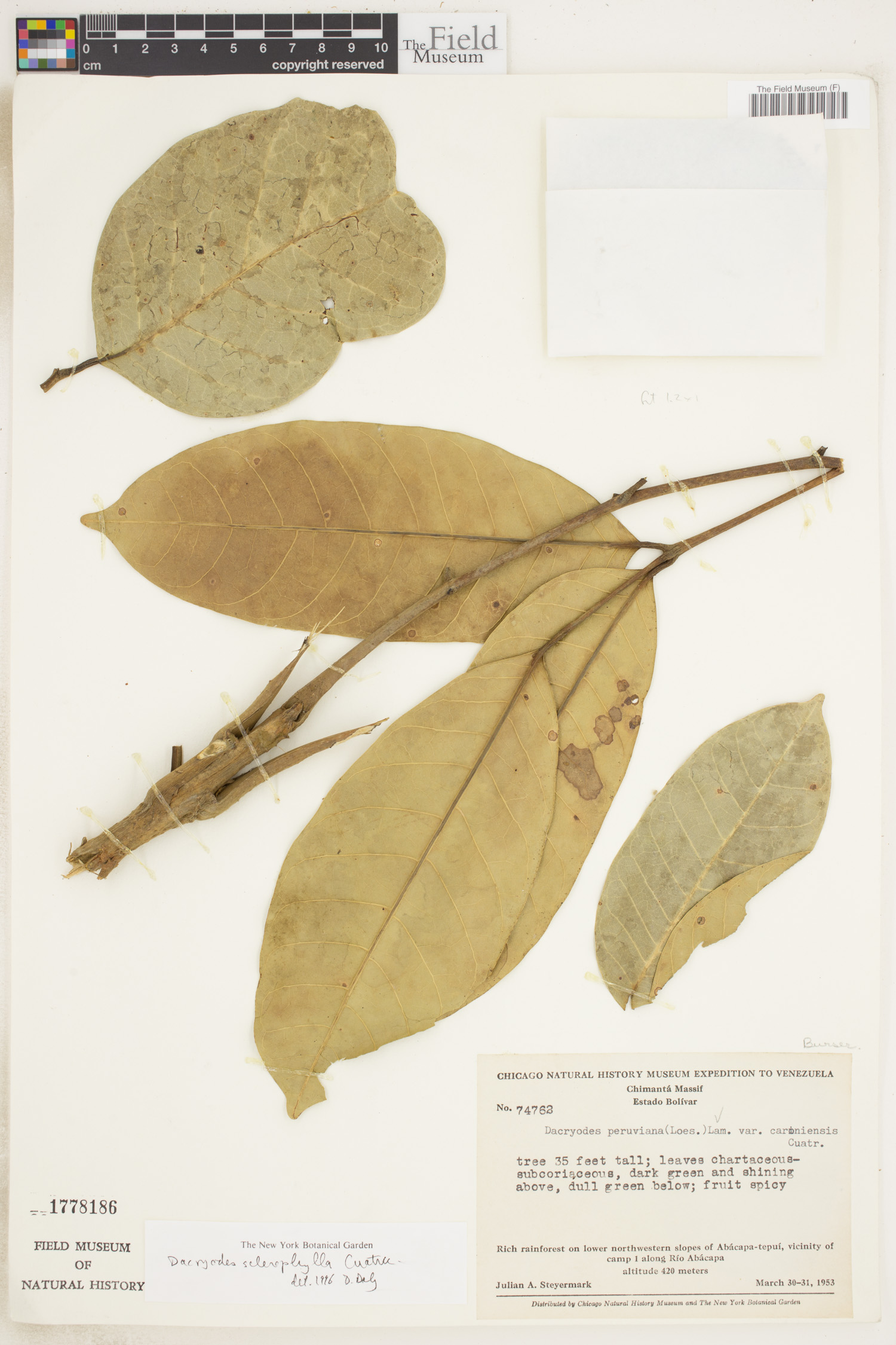 Dacryodes sclerophylla