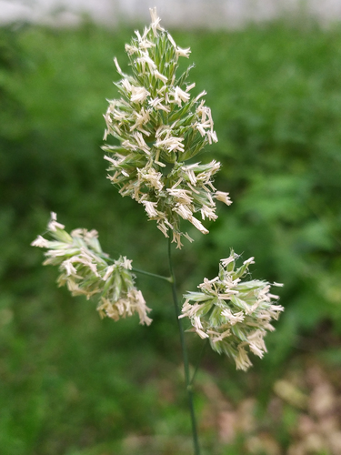 Dactylis glomerata (Cock's foot) — photo