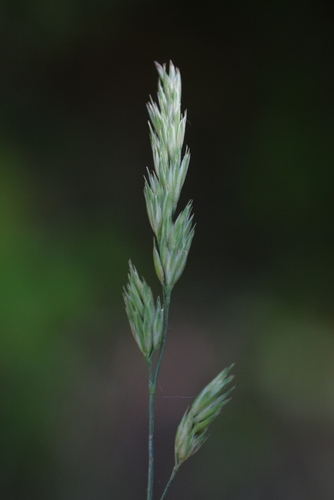 Dactylis glomerata (Cock's foot) — photo