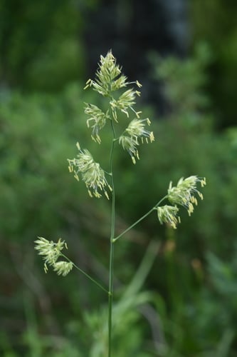 Dactylis glomerata