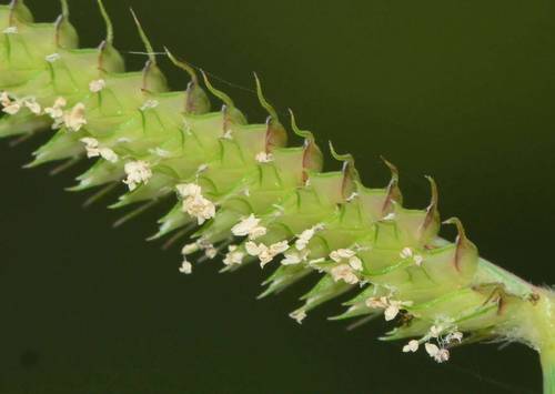 Dactyloctenium aegyptium (Comb fringe grass) — photo
